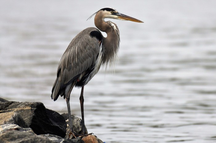 Exposition of a white heron