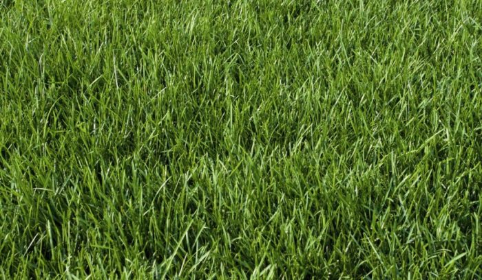 Kentucky bluegrass is more drought resistance than buffalograss