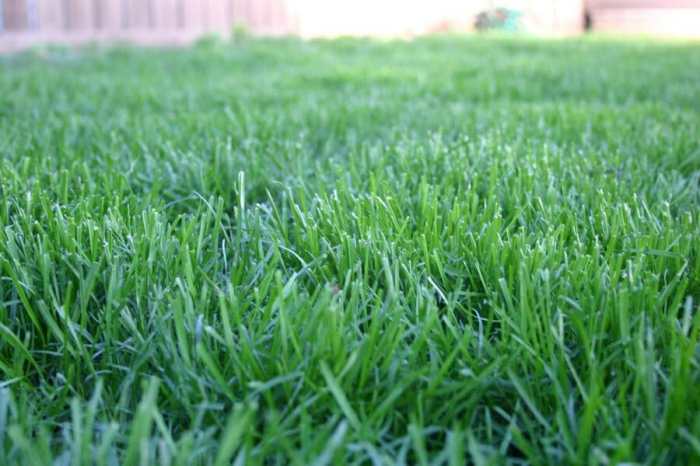 Kentucky bluegrass is more drought resistance than buffalograss